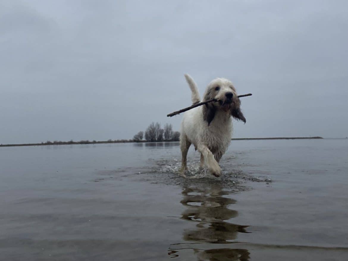 mijn week 8 - Janssen stok